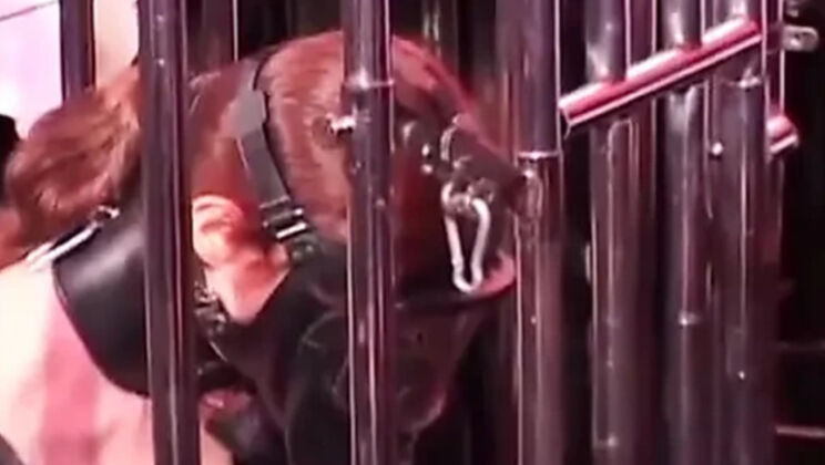 Latex slave gets anal fever from her dominatrix